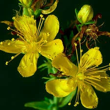 2025-02-Bacopa-Monnieri.webp