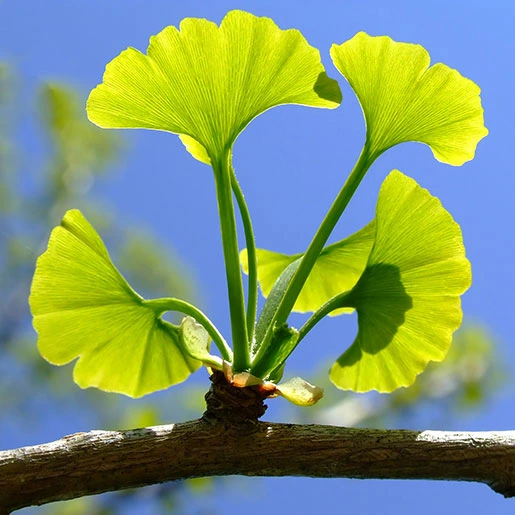 2025-02-Ginkgo-Biloba-Leaf.webp