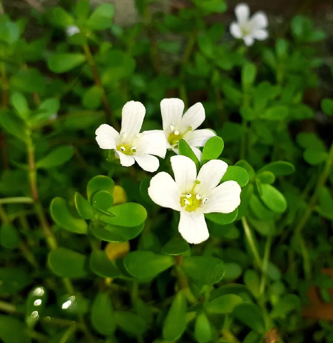 2025-02-St.-Johns-Wort-Extract
